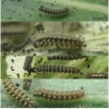 melit phoebe larva2 volg